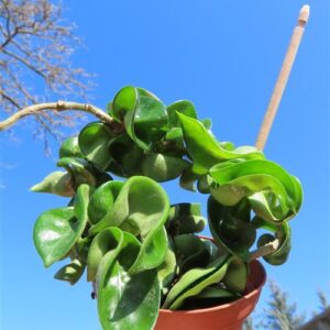 Hoya carnosa compacta krinkle