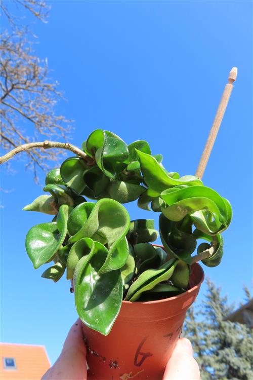 Hoya carnosa compacta krinkle