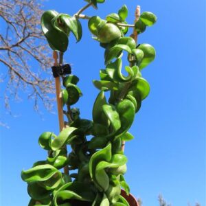Hoya carnosa compacta krinkle