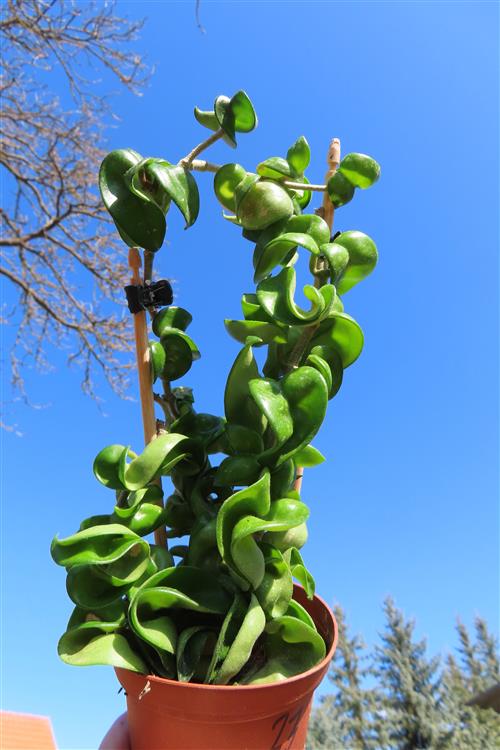 Hoya carnosa compacta krinkle