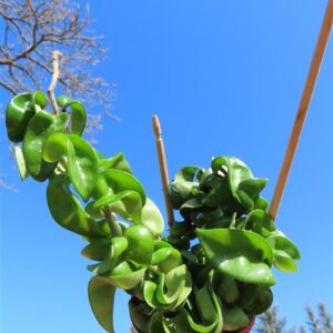Hoya carnosa compacta krinkle