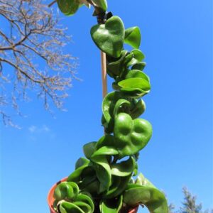 Hoya carnosa compacta krinkle