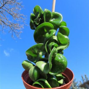 Hoya carnosa compacta krinkle