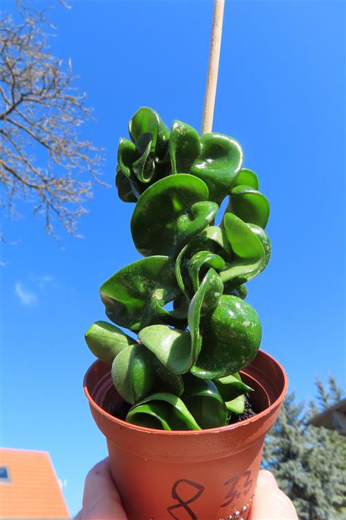 Hoya carnosa compacta krinkle