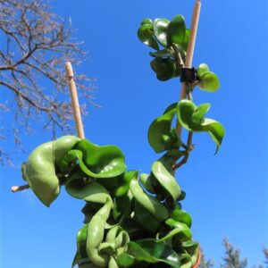 Hoya carnosa compacta krinkle