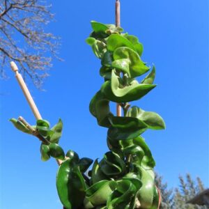 Hoya carnosa compacta krinkle