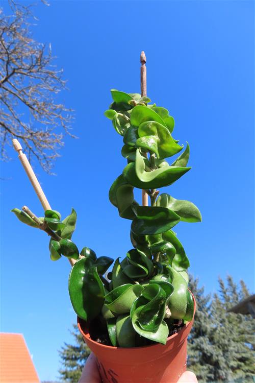 Hoya carnosa compacta krinkle