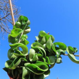 Hoya carnosa compacta krinkle