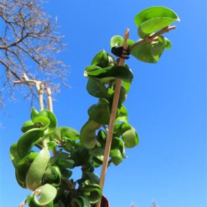 Hoya carnosa compacta krinkle