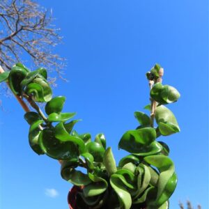 Hoya carnosa compacta krinkle