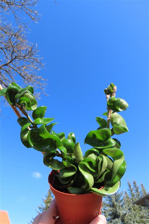 Hoya carnosa compacta krinkle