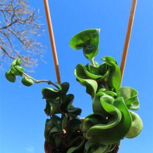 Hoya carnosa compacta krinkle