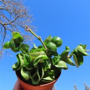 Hoya carnosa compacta krinkle