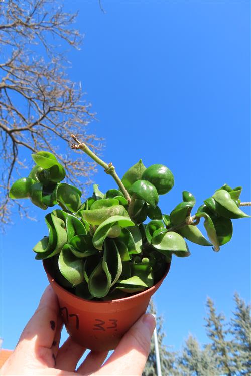 Hoya carnosa compacta krinkle