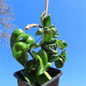 Hoya carnosa compacta krinkle