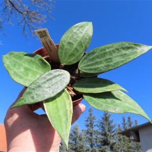 Hoya polystachya macrophylla