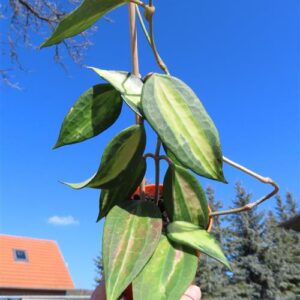 Hoya macrophylla pot of gold