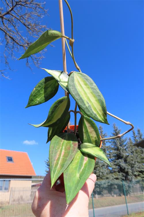 Hoya macrophylla pot of gold