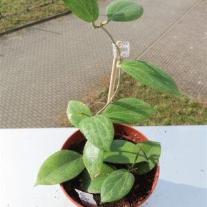 Hoya fitchii
