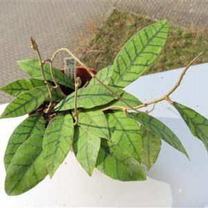 Hoya callistophylla KAL 16 Star of Samoa