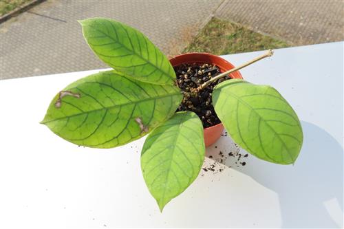 Hoya Sabah