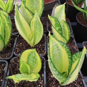 Sansevieria Golden Hahnii