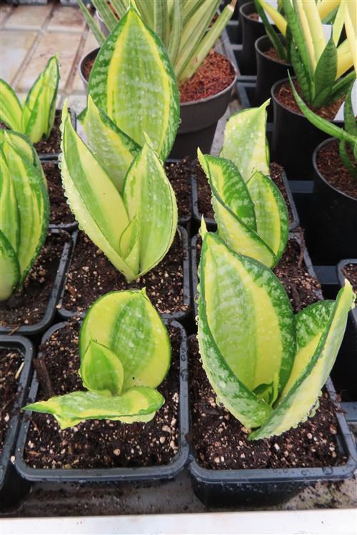 Sansevieria Golden Hahnii