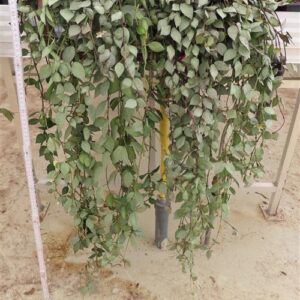 Hoya krohniana Eskimo