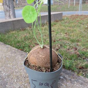 Stephania erecta Campana