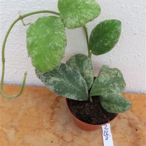 Hoya Waymaniae Kapuas