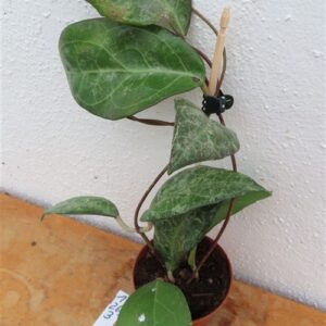 Hoya verticillata Wayang Splash