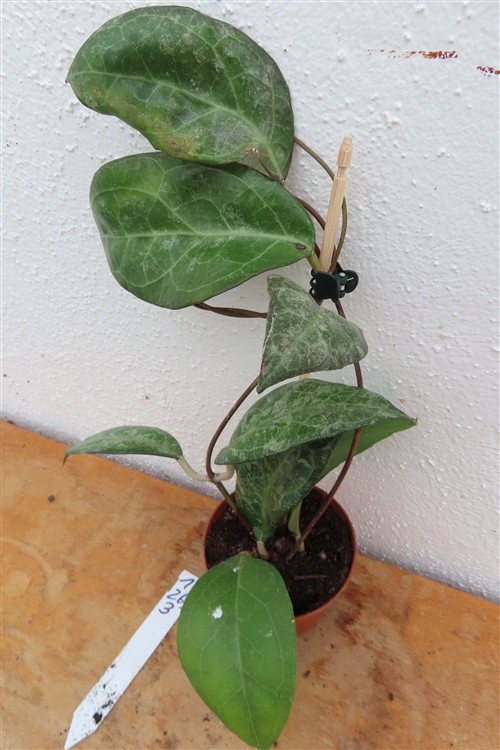 Hoya verticillata Wayang Splash
