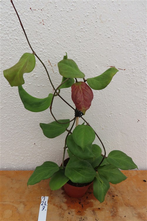 Hoya chuniana