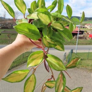 Hoya carnosa tricolor