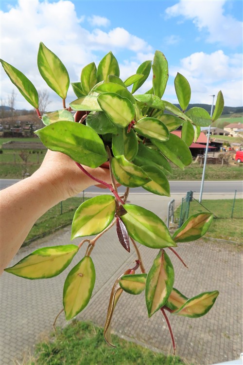 Hoya carnosa tricolor