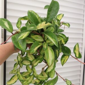 Hoya carnosa tricolor