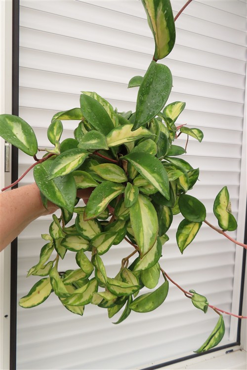 Hoya carnosa tricolor