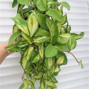 Hoya carnosa tricolor