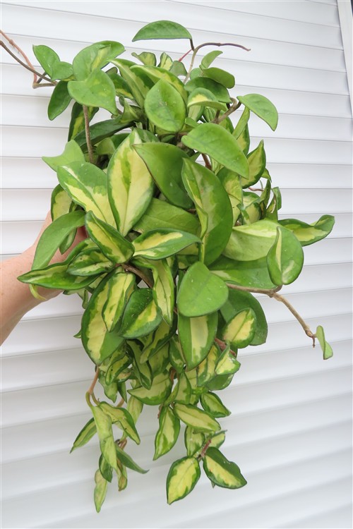 Hoya carnosa tricolor