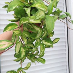 Hoya carnosa tricolor