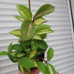 Hoya carnosa tricolor