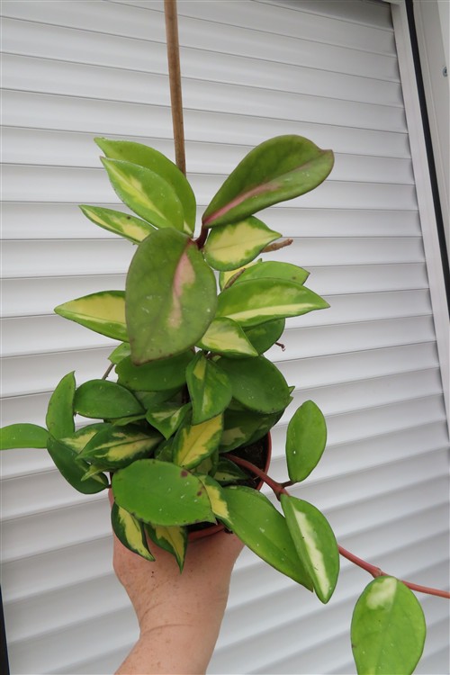 Hoya carnosa tricolor