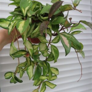 Hoya carnosa tricolor