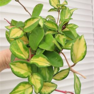 Hoya carnosa tricolor