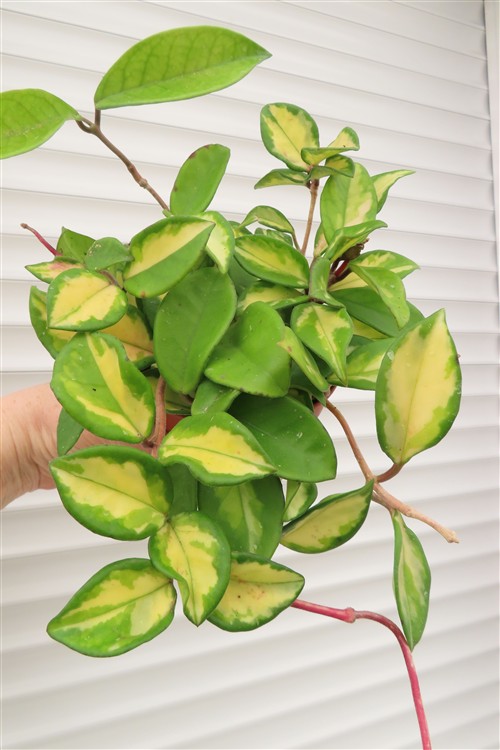 Hoya carnosa tricolor