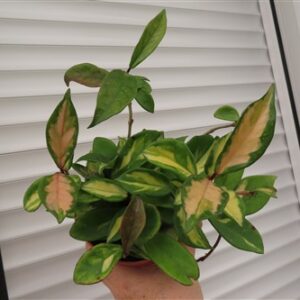 Hoya carnosa tricolor