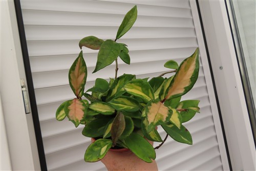 Hoya carnosa tricolor