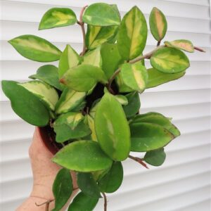 Hoya carnosa tricolor