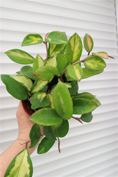 Hoya carnosa tricolor