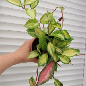 Hoya carnosa tricolor